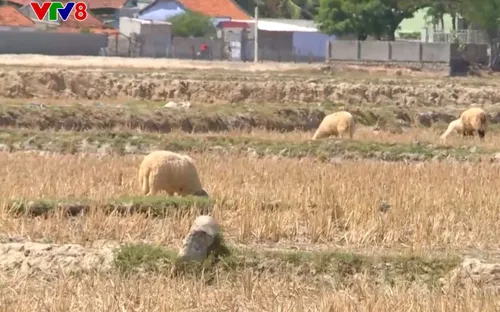 Ninh Thuận ngừng sản xuất trên 6.000 ha vì hạn hán