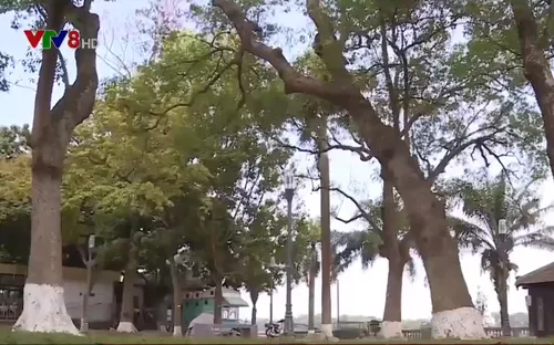 Cổ thụ xứ Huế