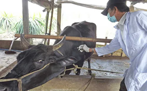 Nghệ An giám sát chặt chẽ dịch bệnh gia súc, gia cầm