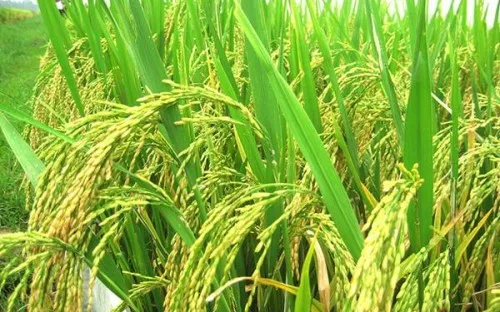 Nhiều hỗ trợ về giống cây trồng cho nông dân Lâm Đồng và Nam Trung Bộ