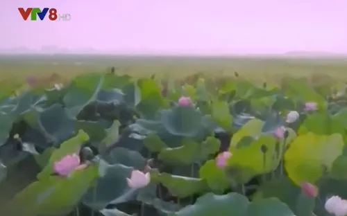 Bác Hồ và tình yêu dành cho dân ca ví dặm