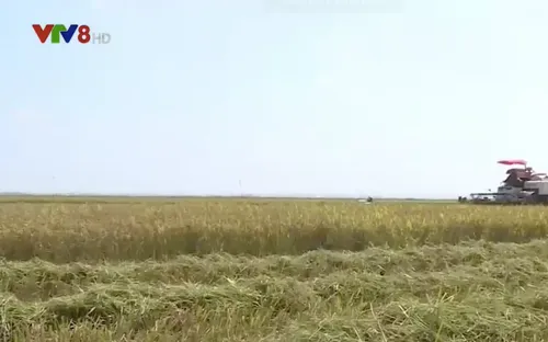 Quảng Trị được mùa lúa cao nhất từ trước đến nay