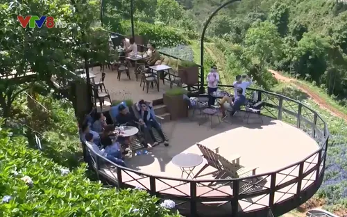 Cà phê bên cánh đồng hoa