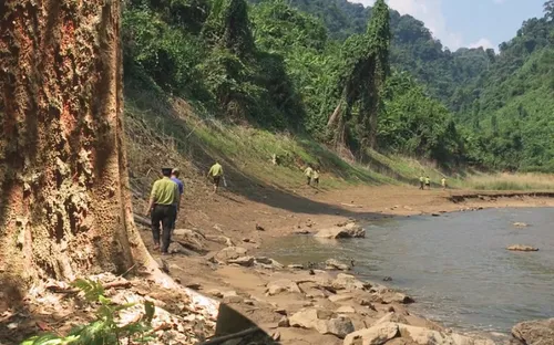 Những kiểm lâm giữ rừng lim quý hiếm tại Quảng Nam