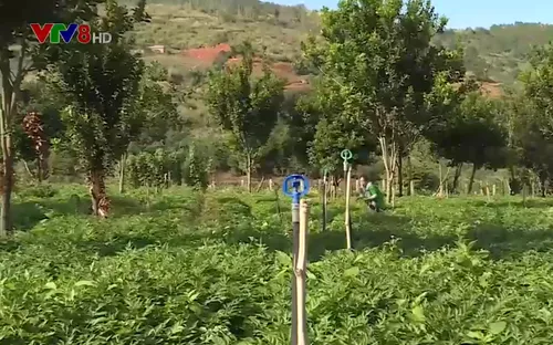 Lâm Đồng - nông dân thu lợi từ cây dược liệu