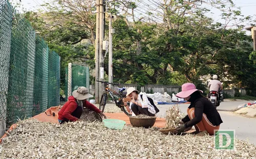 Nông dân Lý Sơn trữ tỏi khô chờ bán giá cao