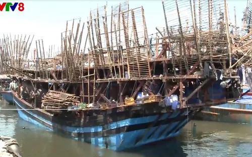 Tàu cá Đà Nẵng cứu tàu mực Quảng Ngãi cùng 49 thuyền viên gặp nạn trên biển