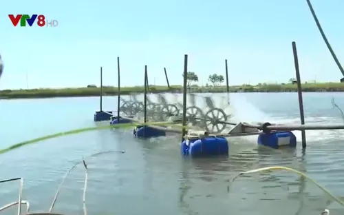 Bảo vệ thủy sản mùa nắng nóng