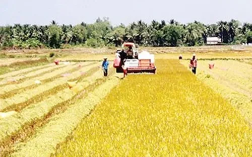 Vụ Đông Xuân ở Thừa Thiên Huế được mùa được giá