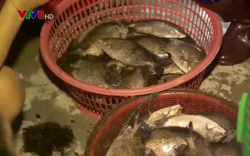 Chợ cá đêm bên đầm Thị Nại