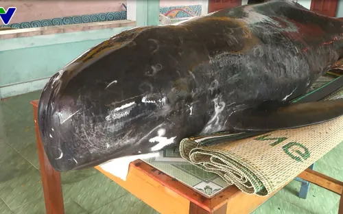 Quảng Ngãi: Người dân làng chài an táng cá voi nặng 300 kg lụy vào bờ
