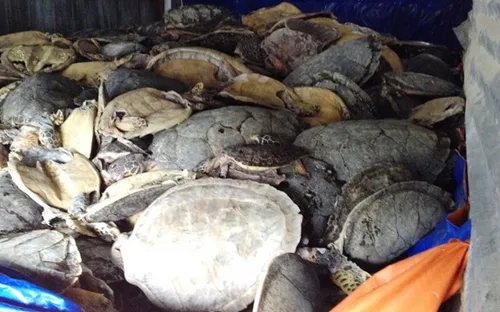 Mở lại phiên tòa xét xử vụ buôn bán hơn 10 tấn rùa biển tại Nha Trang, Khánh Hòa