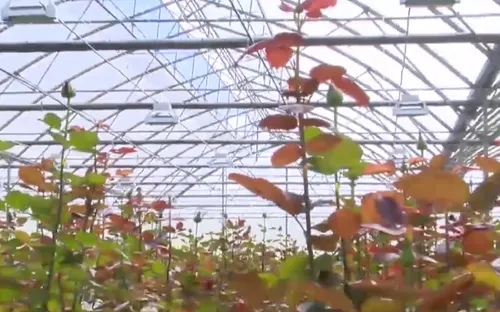 Lâm Đồng - Vùng nông nghiệp đầu tiên ứng dụng công nghệ 4.0