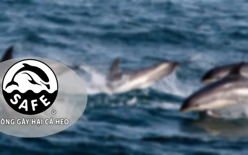 Khai thác cá ngừ không gây hại cho cá heo
