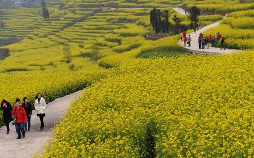 Mê đắm mùa hoa cải rực rỡ ở Bắc Kinh, Trung Quốc