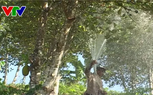 Khánh Hòa: Người dân Khánh Sơn chủ động phòng chống hạn trong mùa khô