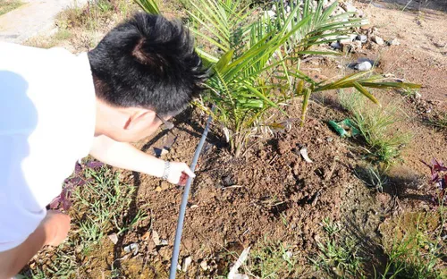 Quảng Ngãi: Nông dân áp dụng tưới tiết kiệm trên vùng hạn