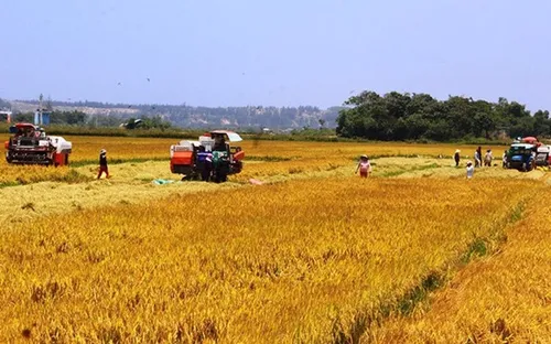 Nông dân Bình Định, Phú Yên được mùa vụ Đông Xuân