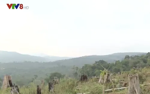 Bùng phát phá rừng nguyên sinh làm trang trại ở Kon Tum