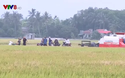 Điều tra xử lý nạn bảo kê máy gặt lúa ở Thanh Hóa