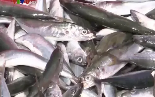 Ngư dân Quảng Ngãi nói không với đánh bắt trái pháp luật