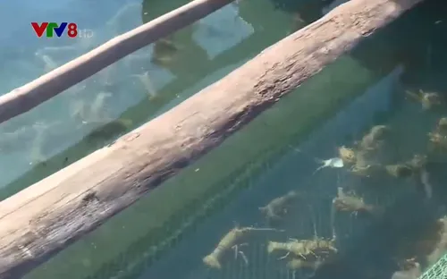 Khánh Hòa: Người nuôi trồng thủy sản chịu thiệt hại do dịch bệnh