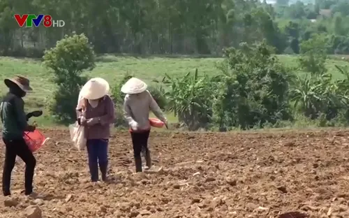 Rủi ro lớn khi nông dân phá mía trồng sắn ở Phú Yên