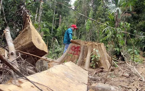 Quảng Nam: Kỷ luật các cán bộ kiểm lâm để xảy ra phá rừng