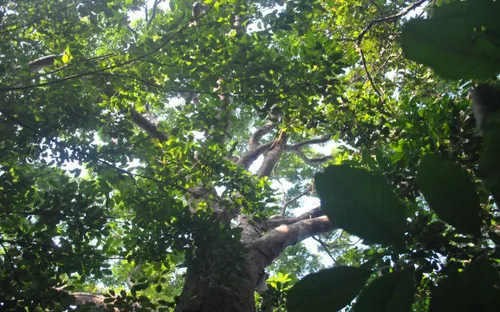 Rừng Lim cổ thụ Tây Giang - "báu vật" của Quảng Nam