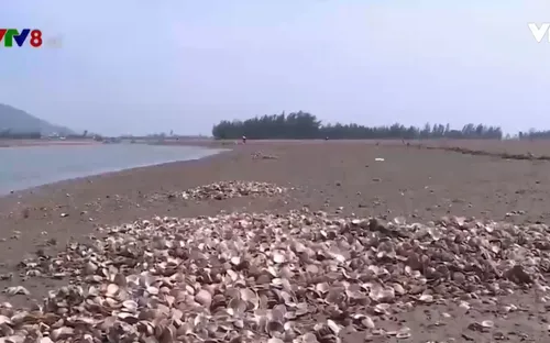 Ngao "chết trắng", người nuôi ngao Hà Tĩnh điêu đứng