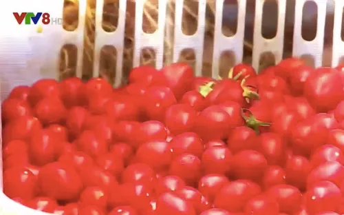 Bảo quản hoa quả bằng chế phẩm sinh học