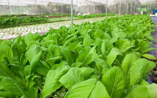 Làm gì để phát triển nông nghiệp hữu cơ?