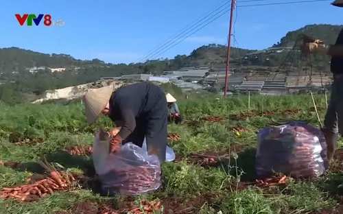 Nông sản Đà Lạt rớt giá khiến người dân lao đao