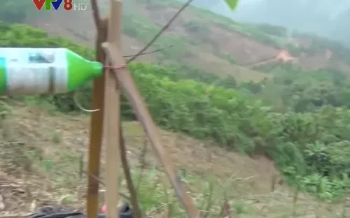 Quảng Ngãi: Lo lắng ô nhiễm nguồn nước từ thuốc diệt cỏ