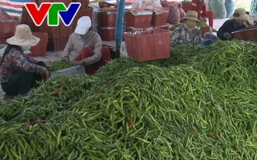 Quảng Nam: Ớt rớt giá, nông dân điêu đứng