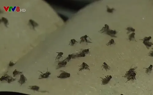 Đà Nẵng: Lại xuất hiện ruồi làm đảo lộn cuộc sống người dân