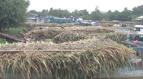 Long An: Nông dân bán mía phải nhận đường