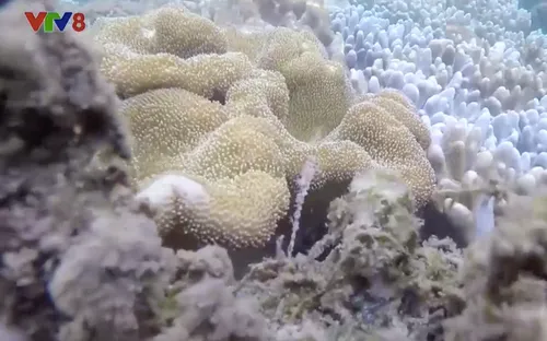 Cần có hướng bảo vệ san hô trong hoạt động du lịch tại hòn Yến