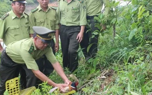 Hà Tĩnh: Thả động vật hoang dã về Vườn Quốc gia Vũ Quang