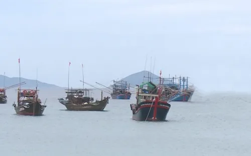 Quảng Nam: Vụ cá Nam được giá nhưng sản lượng sụt giảm