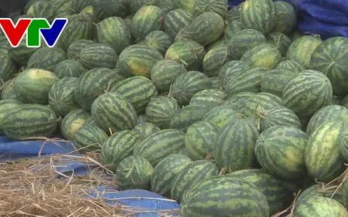 Doanh nghiệp hỗ trợ nông dân Phú Yên tiêu thụ dưa hấu