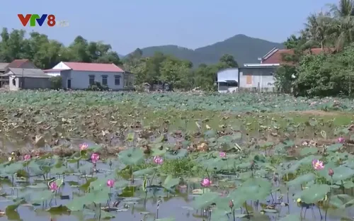 Thừa Thiên Huế mất mùa sen