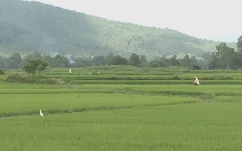 Khôi phục hàng trăm héc-ta đất sản xuất ở vùng hạn Quảng Ngãi