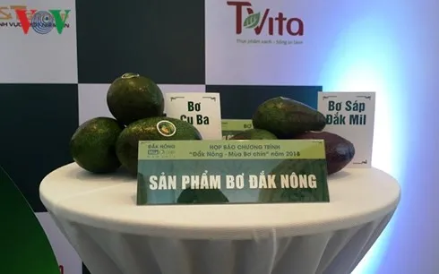 Lần đầu tiên tổ chức chương trình “Đắk Nông - Mùa bơ chín” năm 2018