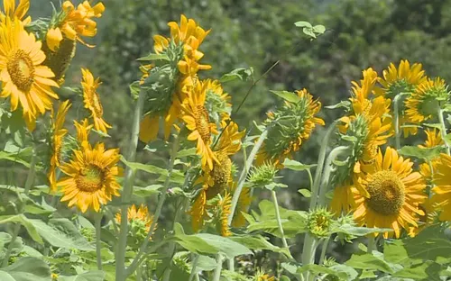 Đồi hoa hướng dương Yang Bay thu hút khách du lịch “check in”