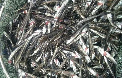 Vụ cá chết hàng loạt tại Vĩnh Tân: Các chỉ số mẫu nước biển đều trong giới hạn cho phép