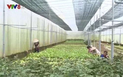Bình Định hỗ trợ nhân rộng diện tích rau an toàn