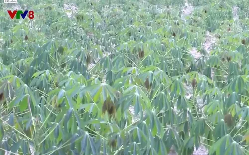 Bình Định ngăn chặn trồng cây lâm nghiệp trên đất nông nghiệp