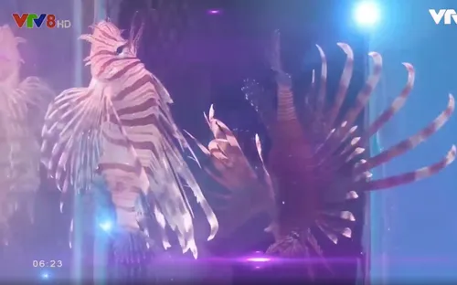 Khám phá vẻ đẹp của đại dương