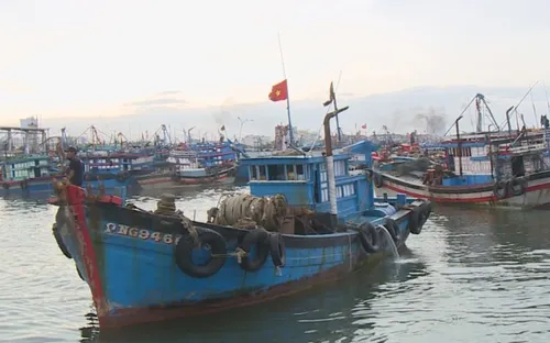 Đà Nẵng: Tàu thuyền vào âu thuyền Thọ Quang trú ẩn an toàn trước diễn biến áp thấp nhiệt đới